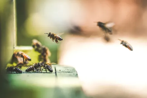 Ecosystem Functions and Services