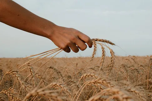 Crop Health