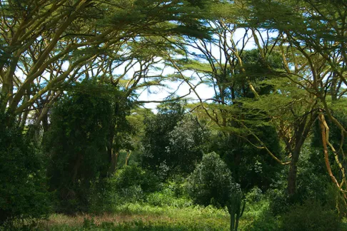 Forests