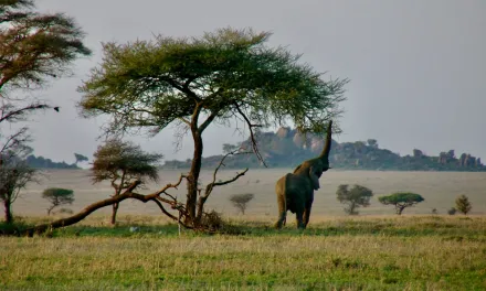 Nature Africa Spatial Prioritiser